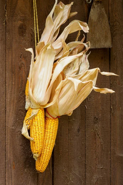 Ripe Dried Corn Cobs Hanging Wood Background — Stock Photo, Image