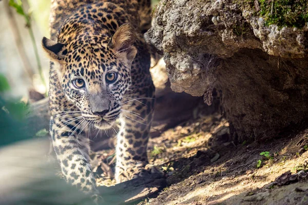 Cachorro Leopardo Sri Lanka Panthera Pardus Kotiya — Foto de Stock