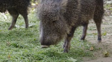 Çaku pekari (Catagonus wagneri) ot yiyor