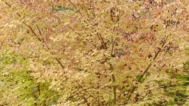 Kleuren Van Herfst Gele Herfstbladeren Een Boom — Stockvideo
