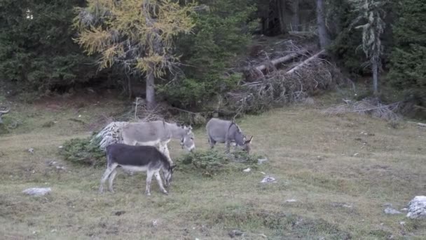 Burros Pastam Num Prado Nas Montanhas Dolomiti Alps Tirol Sul — Vídeo de Stock