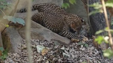 Sri Lankalı leopar yavrusu, Panthera pardus kotiya