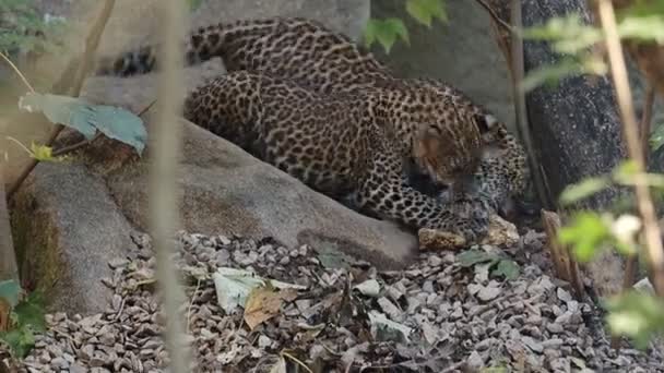 Cucciolo Leopardo Dello Sri Lanka Panthera Pardus Kotiya — Video Stock
