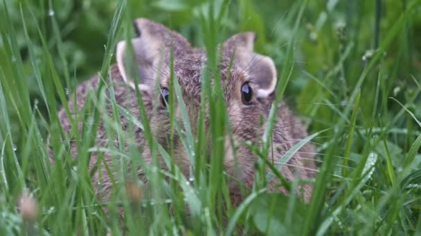 草の中にはヨーロッパのウサギ Lepus Europaeus がうずくまっている — ストック動画