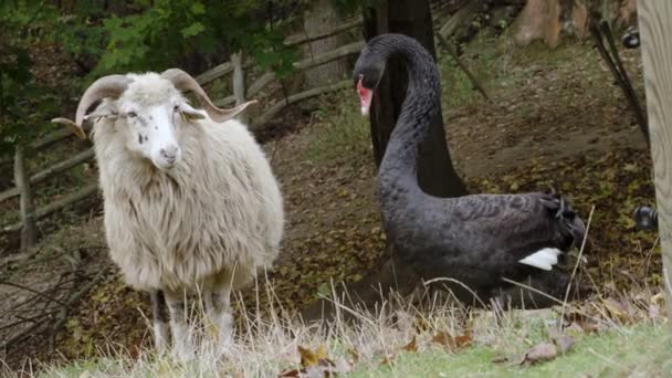 Black Swan Attacks Wallachian Sheep — Stock Video