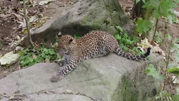 Cachorro Leopardo Sri Lanka Panthera Pardus Kotiya — Vídeo de stock