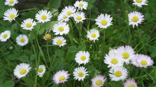 Daisy Meadow Spring Meadow Full Daisies — Stock Video