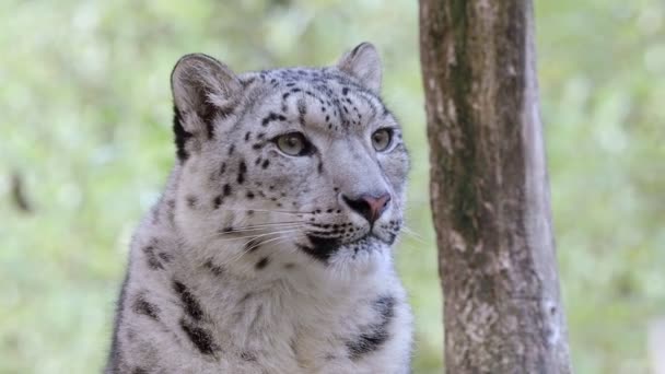Hópárduc Irbis Panthera Uncia — Stock videók