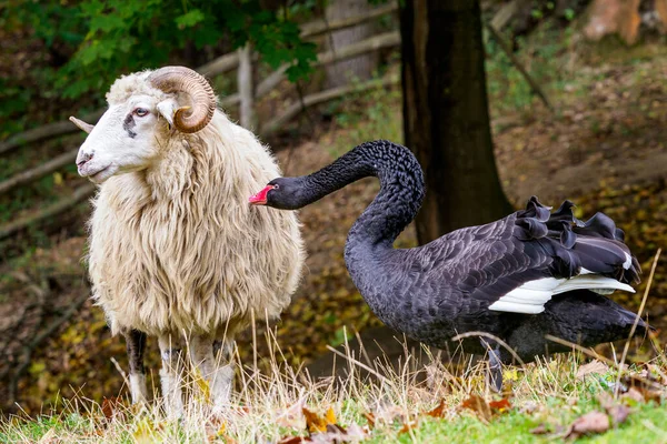 黒白鳥がワラキアの羊を攻撃 — ストック写真