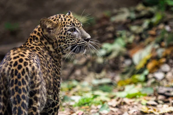 Шри Ланкийский Леопард Panthera Pardus Kotiya — стоковое фото