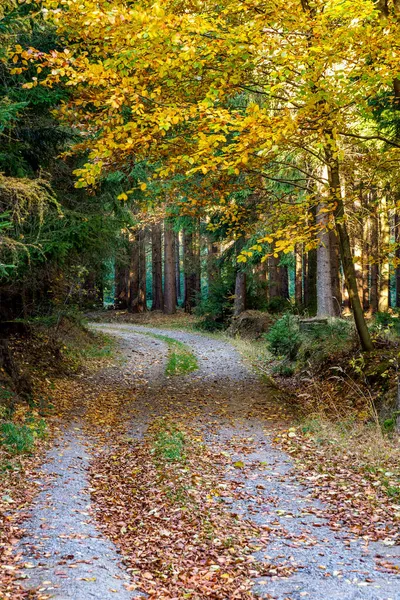 Autumn Forest Scenery Road Autumn Leaves Footpath Scene Autumn Forest — Stock Photo, Image