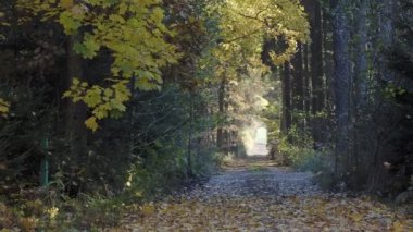 Sonbahar yapraklı sonbahar ormanı manzarası. Sonbahar ormanı sahnesindeki patika..