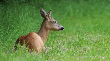 Çimenlerde Roe geyiği, Capreolus Capreolus. Vahşi doğadaki hayvanlar.