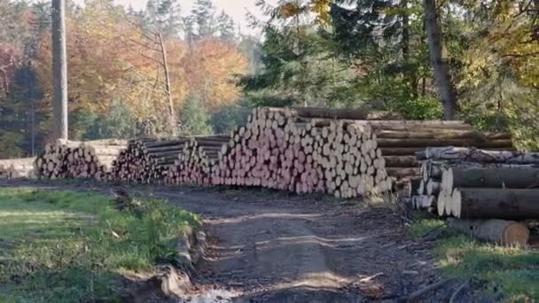 Stapel Sparrenhout Het Bos Een Uitzicht Van Reusachtige Stapels Van — Stockvideo