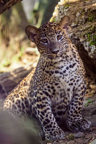 Cachorro Leopardo Sri Lanka Panthera Pardus Kotiya —  Fotos de Stock