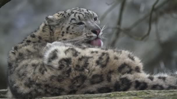Leopardo Las Nieves Irbis Panthera Uncia — Vídeos de Stock