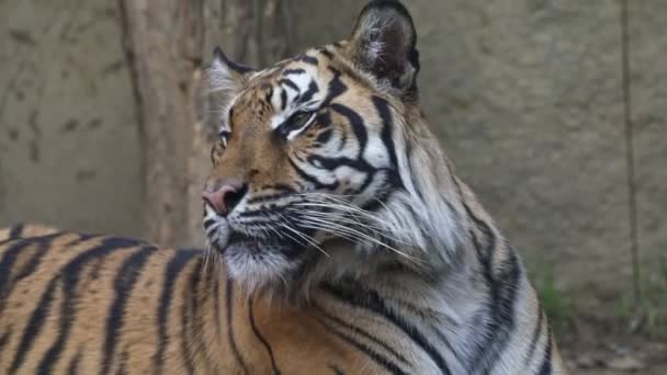 Tigre Sumatra Panthera Tigris Sumatrae — Vídeo de Stock