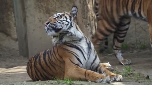 Tigres Acurrucados Tigre Sumatra Panthera Tigris Sumatrae — Vídeos de Stock