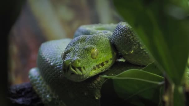 Зеленый Питон Morelia Viridis Крупным Планом Портретное Искусство — стоковое видео