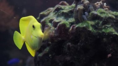 Tang (Zebrasoma flavescens) akvaryum sarı
