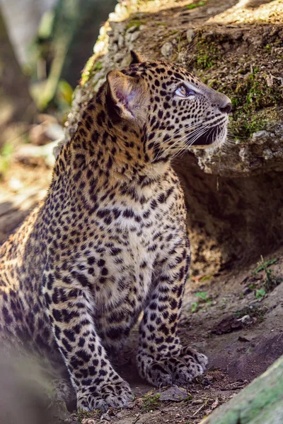 Filhote Leopardo Sri Lanka Panthera Pardus Kotiya — Fotografia de Stock