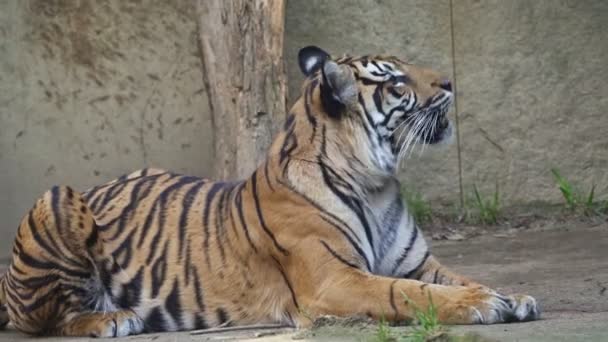 Tigre Sumatra Panthera Tigris Sumatrae — Vídeos de Stock