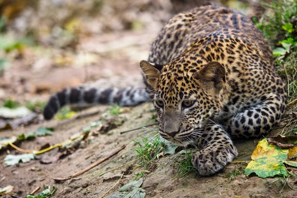 Λεοπάρδαλο Της Σρι Λάνκα Panthera Pardus Kotiya — Φωτογραφία Αρχείου