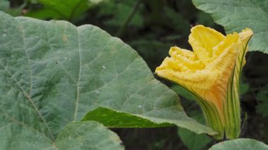 Kabak çiçeği. Evet. Sebze bahçesinde kabak yetiştiriyorum..