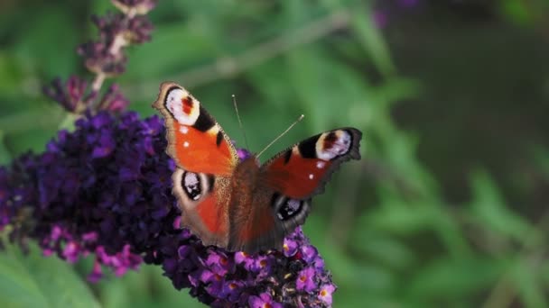 欧洲常见的孔雀蝴蝶 Aglais Inachis 以夏季丁香花为食 — 图库视频影像