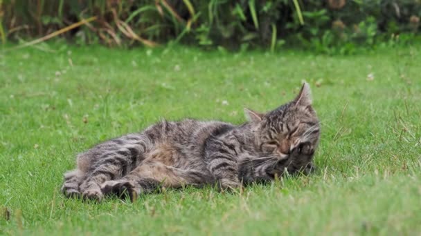 タビー国内猫は毛皮をきれいにする — ストック動画