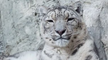 Kar leoparı - Irbis (Panthera uncia).