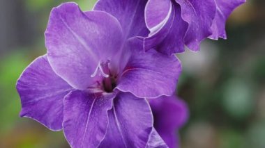Gladiolus çiçeği ve arısına yakın çekim. Gladioli çiçeği.