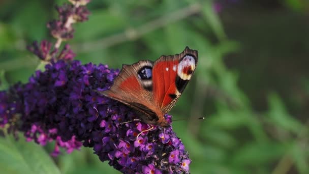 欧洲常见的孔雀蝴蝶 Aglais Inachis 以夏季丁香花为食 — 图库视频影像