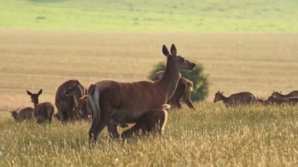 Red Deer Cervus Elaphus Female Mother Young Baby Calf Sunset — Stock Video