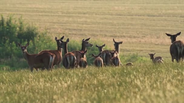 Cervus Elaphus Skupina Evropských Nebo Společných Jelenů Mláďat Při Západu — Stock video