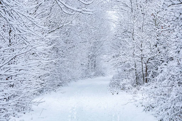 Zimowa Ścieżka Śnieżna Droga Lesie — Zdjęcie stockowe