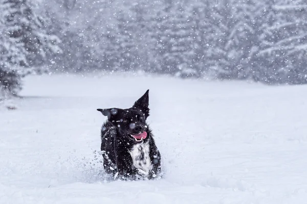 Active Black Dog Running Playing Deep Snow Winter Walks Pets — Stock Photo, Image