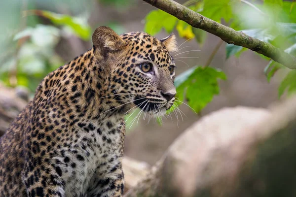 Cachorro Leopardo Sri Lanka Panthera Pardus Kotiya —  Fotos de Stock