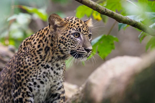 Λεοπάρδαλο Της Σρι Λάνκα Panthera Pardus Kotiya — Φωτογραφία Αρχείου