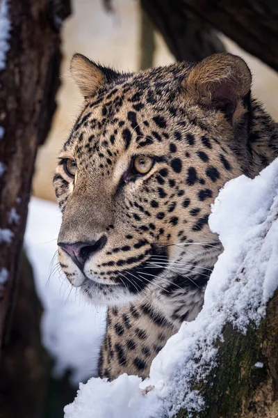 Perský Leopard Panthera Pardus Saxicolor Zimě — Stock fotografie