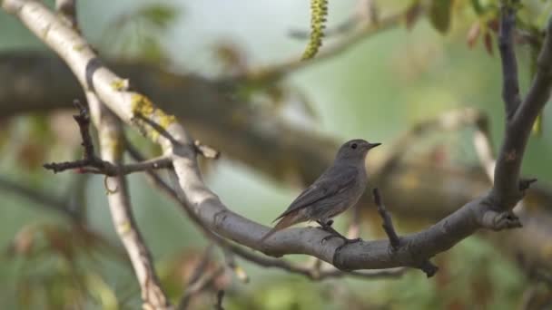 Rouget Noir Phoenicurus Ochruros Debout Sur Branche — Video