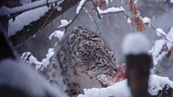 Snö Leopard Äter Kött Vintern — Stockvideo