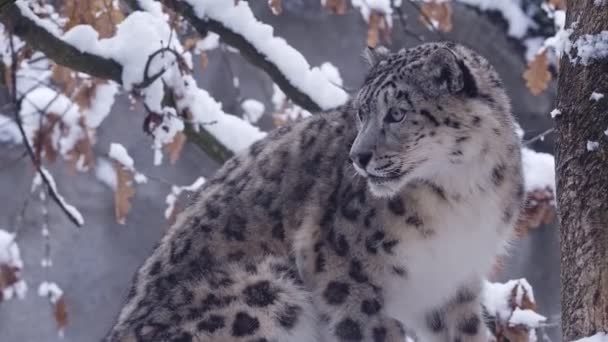 Snow Leopard Observe Les Environs Hiver — Video
