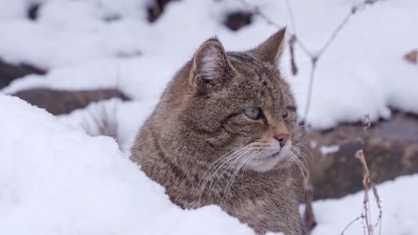 Gato Salvaje Europeo Felis Silvestris Invierno — Vídeos de Stock