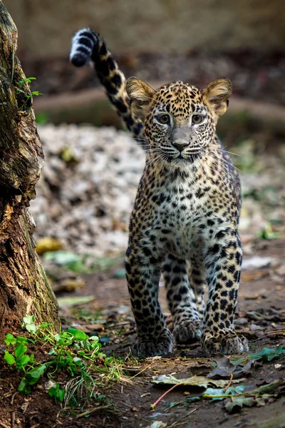 Leopard Cub Panthera Pardus Kotiya — Stock Photo, Image