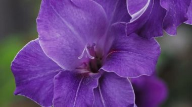 Gladiolus çiçeğine yakın plan. Gladioli çiçeği.