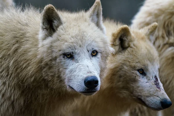 Арктический Волк Canis Lupus Arctos Известный Белый Волк Полярный Волк — стоковое фото