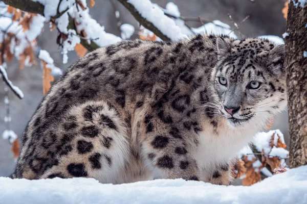 Leopardo Nieve Invierno Nieve — Foto de Stock