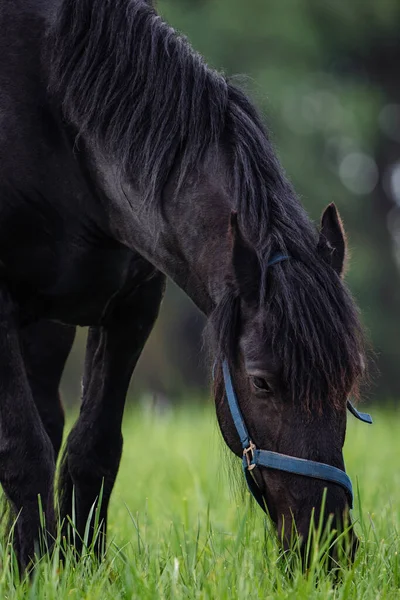 Friesian Horseon Green Pasture — 图库照片