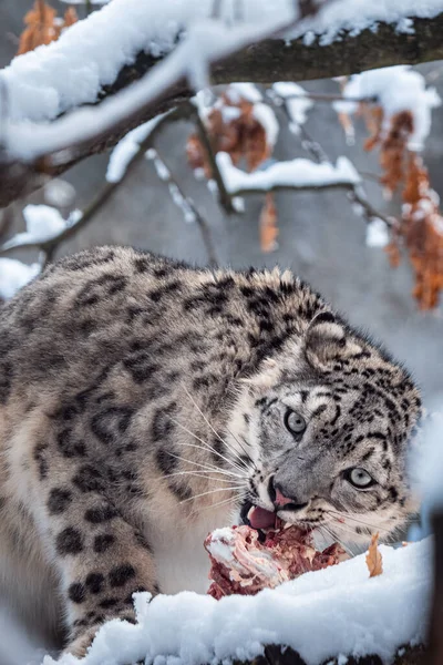 Schneeleopard Frisst Nahrung Schnee — Stockfoto